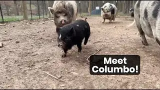 Welcome Columbo, the Kune Kune Piglet