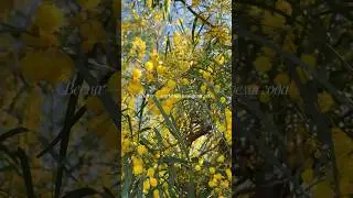 Весна в Алании Турция. #весна2024 #аланья #весна #турция