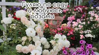 Гуляю и любуюсь розами. Зацвели лилии
