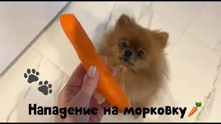 Маленький померанский шпиц выпрашивает морковку