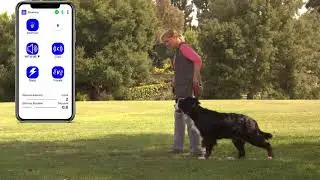 Train Your DOG in 3 EASY Steps