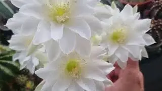 Echinopsis Cactus Blooming!!!