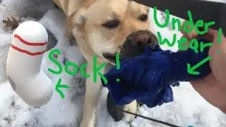105BroD Dirty Underwear, Dirty Socks Walks With Bro D Episode 9