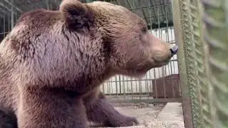 Лёгкий завтрак Потапыча