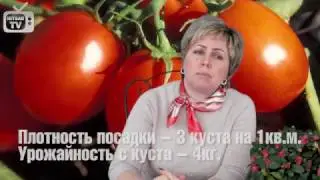 Кистевые томаты F1 - сажаем помидор - видео обзор Hitsad TV.