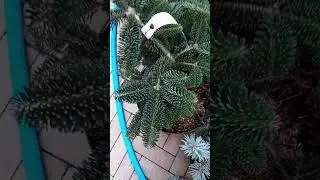 🍁🍃🍂Осенний обзор хвойных и лиственных на штамбе и без | Telegram: https://t.me/love_is_hvoiny_dvorik