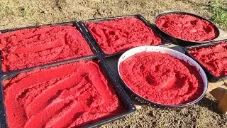 TARLADAN DOMATESİ 🍅KENDİM TOPLADIM KIŞLIK SALÇAMIZI YAPTIM EV SALÇASI TARİFİ..