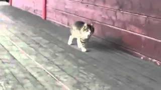 кот идёт как конь  Котоконь