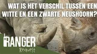 WAT IS HET VERSCHIL TUSSEN EEN ZWARTE EN EEN WITTE NEUSHOORN | Ranger Request