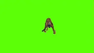 Turn left tiger green screen