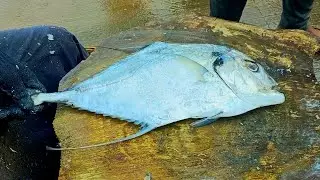 Diamond travel fish cutting | 2 share |  CT 360*🔪