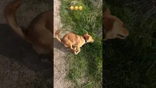 This is a turbo turn!!😂🤪😁 #animals #dog #pets #funnyvideo #youtubeshorts #doglover
