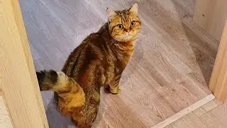 Пушистый хулиган Персик. Кот зазнайка. Домой ехать не хочет