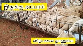 இன்னும் 35 நாளில் ஆடுகள் எல்லாம் விற்பனைக்கு தாயார் நிலைக்கு வந்து சேர்ந்து விடும் ங்க