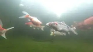Koi Pond Submerged