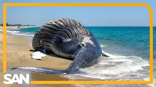 NOAA says Vineyard Wind won’t kill sea life, issues permits for it to do just that