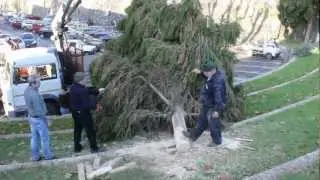 Albero di Natale da Fiumalbo