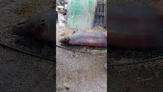 Забой дюрка