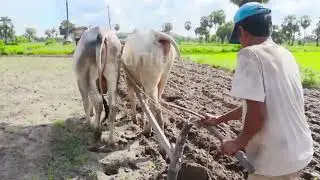 Cows plow, Cambodia land | គោភ្ជួរដីកម្ពុជា។