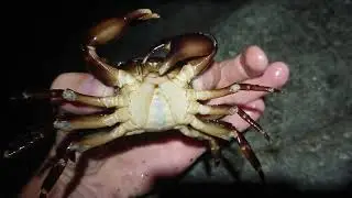 Держи краба!