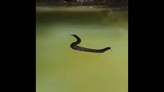 Cottonmouth Snake | Snake In A River | Rare Video Of Cotton mouth