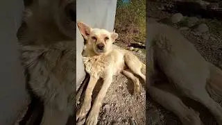 Белка принимает солнечные ванны☀🐶 