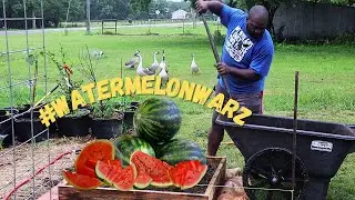 How I Plant Watermelon In A Raised Bed | #watermelonwarz