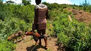 A LADY SLAUGHTERING CHICKEN FOR FOOD