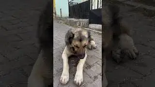 Ceviz yiyen köpek