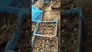 Высадка луковиц тюльпанов на доращивание.