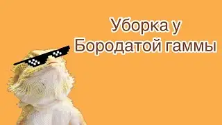 Уборка у бородатой агамы 🧡🧡🧡