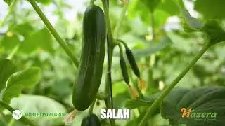 Salah F1 / AGRO EXPORT GROUP