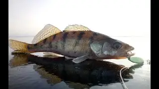 Ловим Берша и Судака. Кама