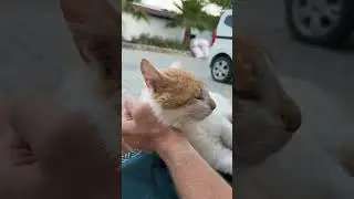 И бездомные коты бывают обласканы людьми!