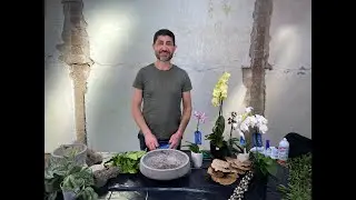 Orchid Plant DIY