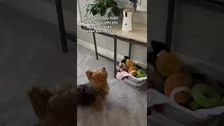 He prefers having his entire dinner this way #again #furbo #furbomoments #furbodogcamera