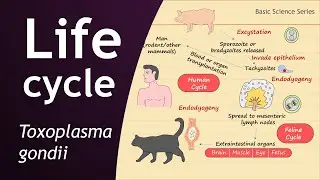 Life Cycle of Toxoplasma gondii | Parasitology | Basic Science Series