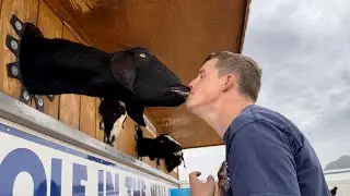 Robert kissing a Goat! 😂 #ostrichranch #fyp #viral