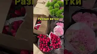 Мимоза