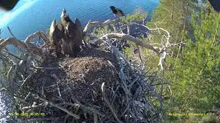 Varis ryöstää kalan sääkseltä