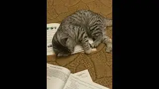 Помощник кот 