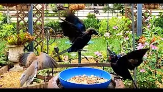 Garden Action Birdwatching