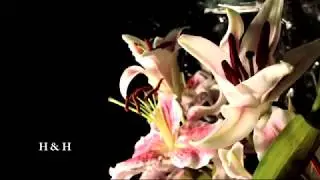 WALTZ OF LOVE вальс любви AŞK VALSI