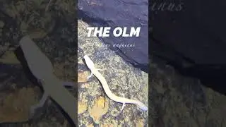 This Blind Cave Salamander Can Live 100 Years - The Olm 