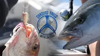 HUGE School of Kingfish and Snapper turn up – Chasing Tales Ep3