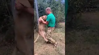 Папа, возьми меня на ручки! #тайган #олегзубков #lion #юмор #shortvideo