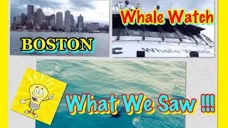 Boston Harbor Cruises - Whale Watching Tour