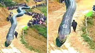 10 LARGEST Reptiles Ever Discovered