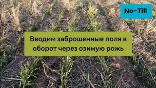 Сеем целину без вспашки. Вводим в оборот поля.