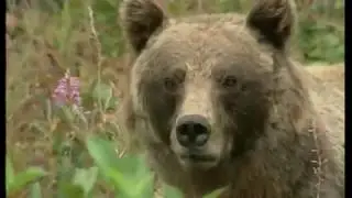 Как вести себя при встрече с медведем